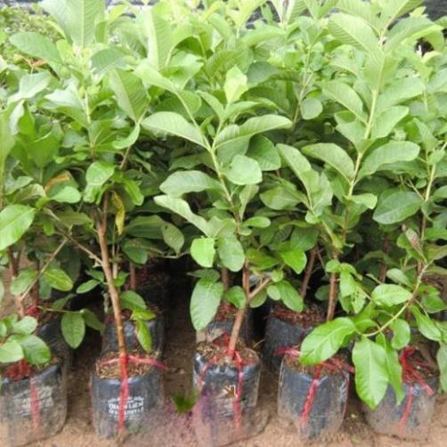 Cây giống ổi không hạt, ổi không hạt ăn giòn quả ngọt