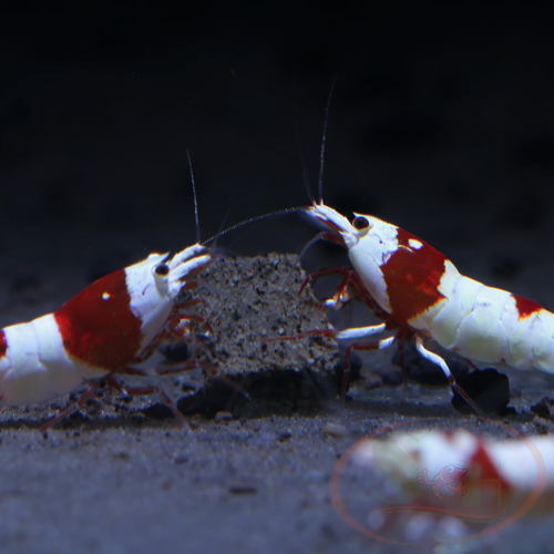 Thức ăn tép Min Jin Pro X3 Shrimp Feed tăng màu bổ sung khoáng lột vỏ tôm tép cảnh