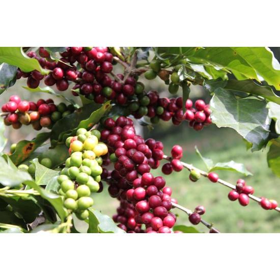 Cây giống cà phê culi siêu trái
