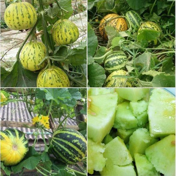 Combo 3 gói Hạt Giống Dưa Bở Thơm Cao Sản - tặng kèm gói phân bón lót