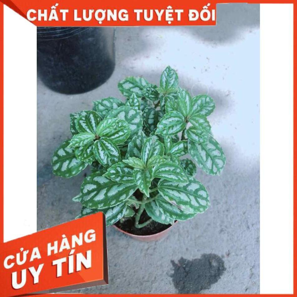Cây Lá Bạc Nhiều Người Mua