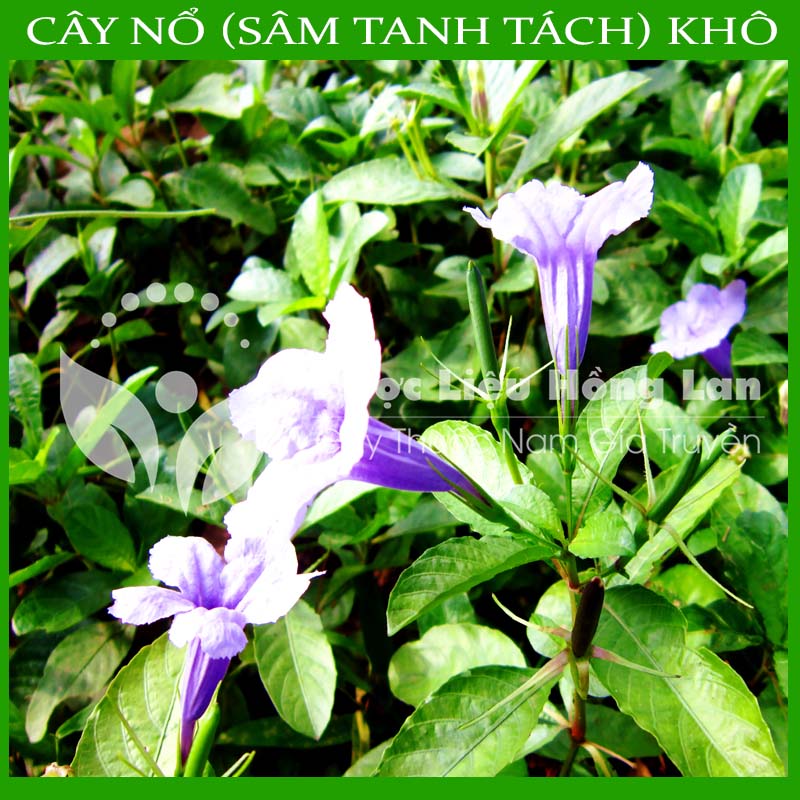 Cây Nổ khô sạch 500gram