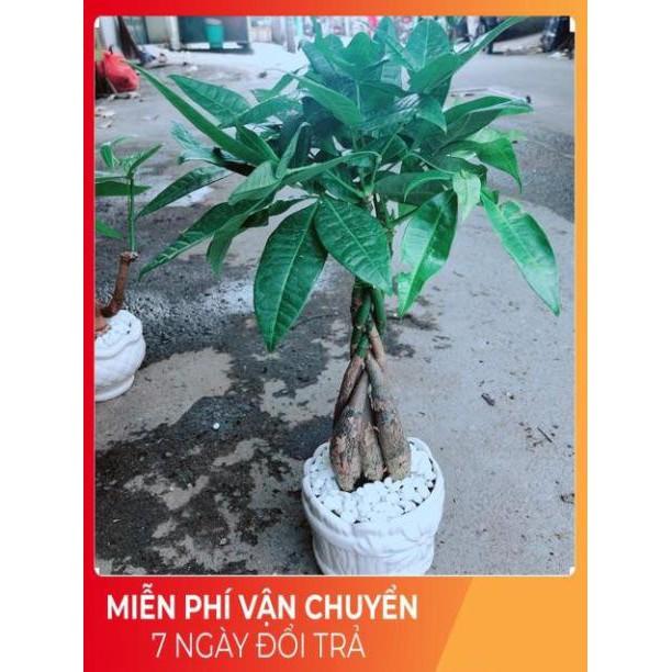 Chậu Kim Ngân 5 Thân Thắt Bính