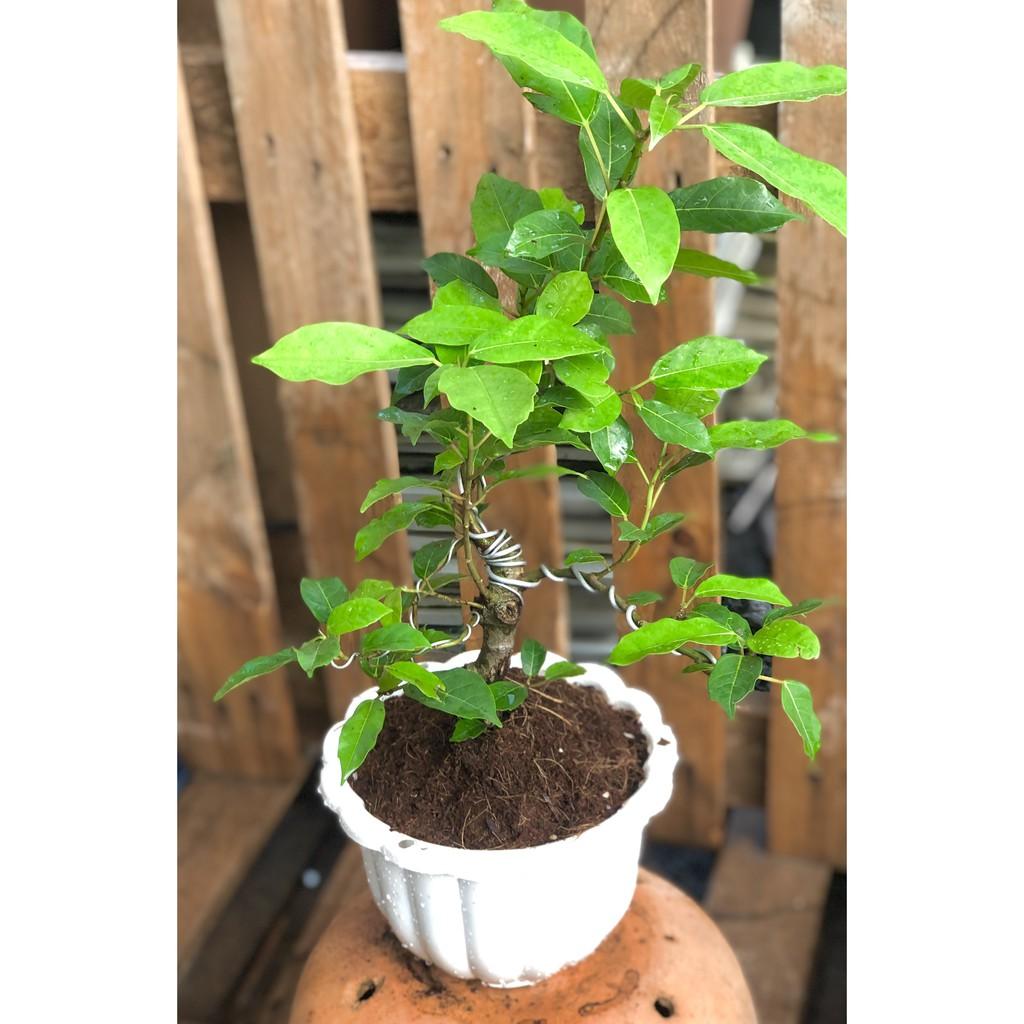Chậu Bonsai cây sung trái xanh