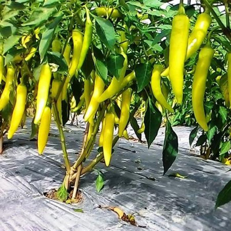 Hạt giống ớt sừng Rạng Đông