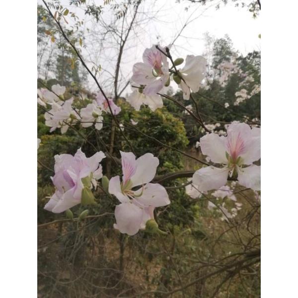 Cây giống hoa ban tây bắc. cây giống cao 20.25cm