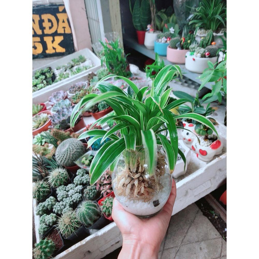 Cỏ Lan Chi Thủy Sinh Đẹp