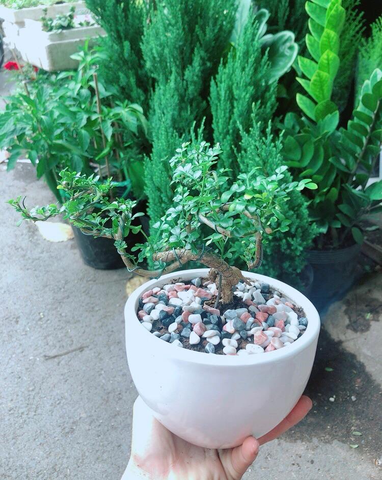 Chậu Cây Cần Thăng