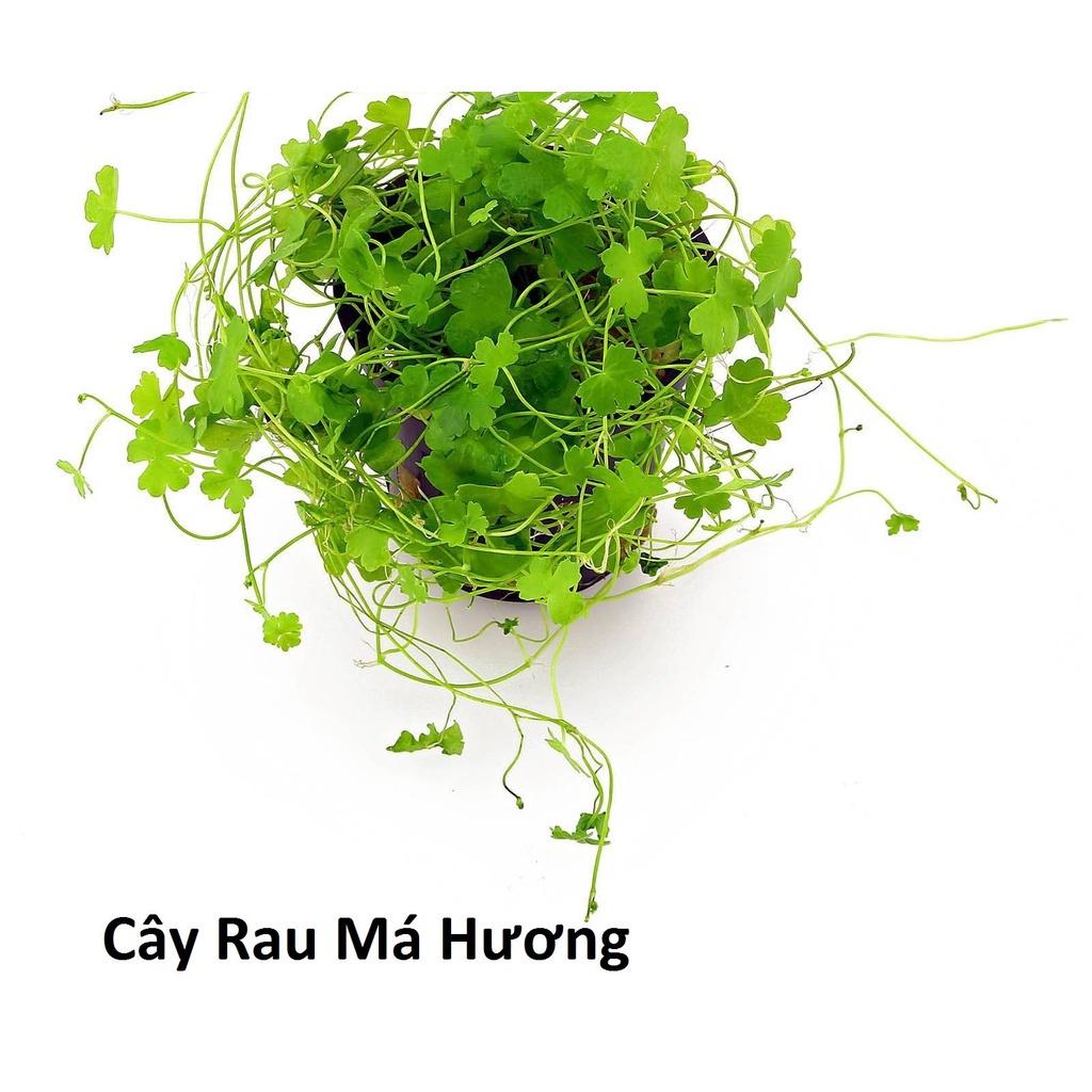 RAU MÁ HƯƠNG - bầu giống