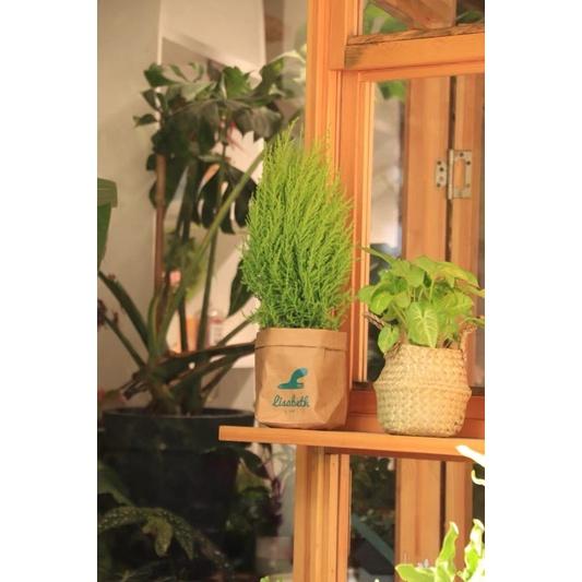 Giỏ cói Bị cói trồng cây trang trí, đựng quần áo - Túi cói giỏ cói đựng cây giả cây trồng trong nhà