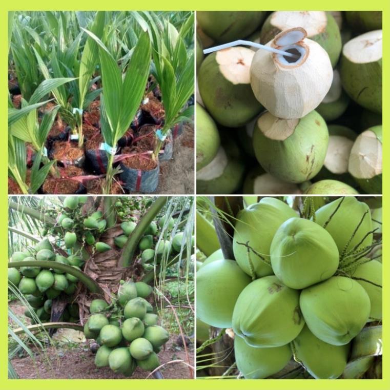 Cây giống dừa xiêm lùn Bến Tre-đặc sản của sứ dừa Bến Tre cây giống thuần chủng F1