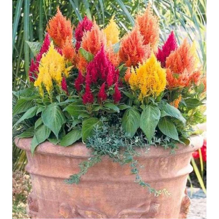 Hạt giống hoa mào gà lửa nhiều màu - 100 hạt/gói
