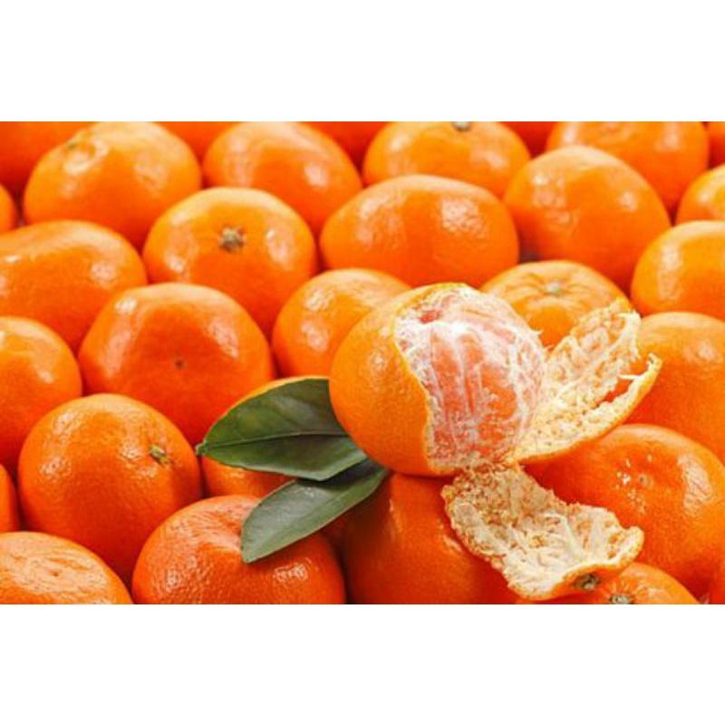 CÂY GIỐNG QUÝT THÁI GHÉP