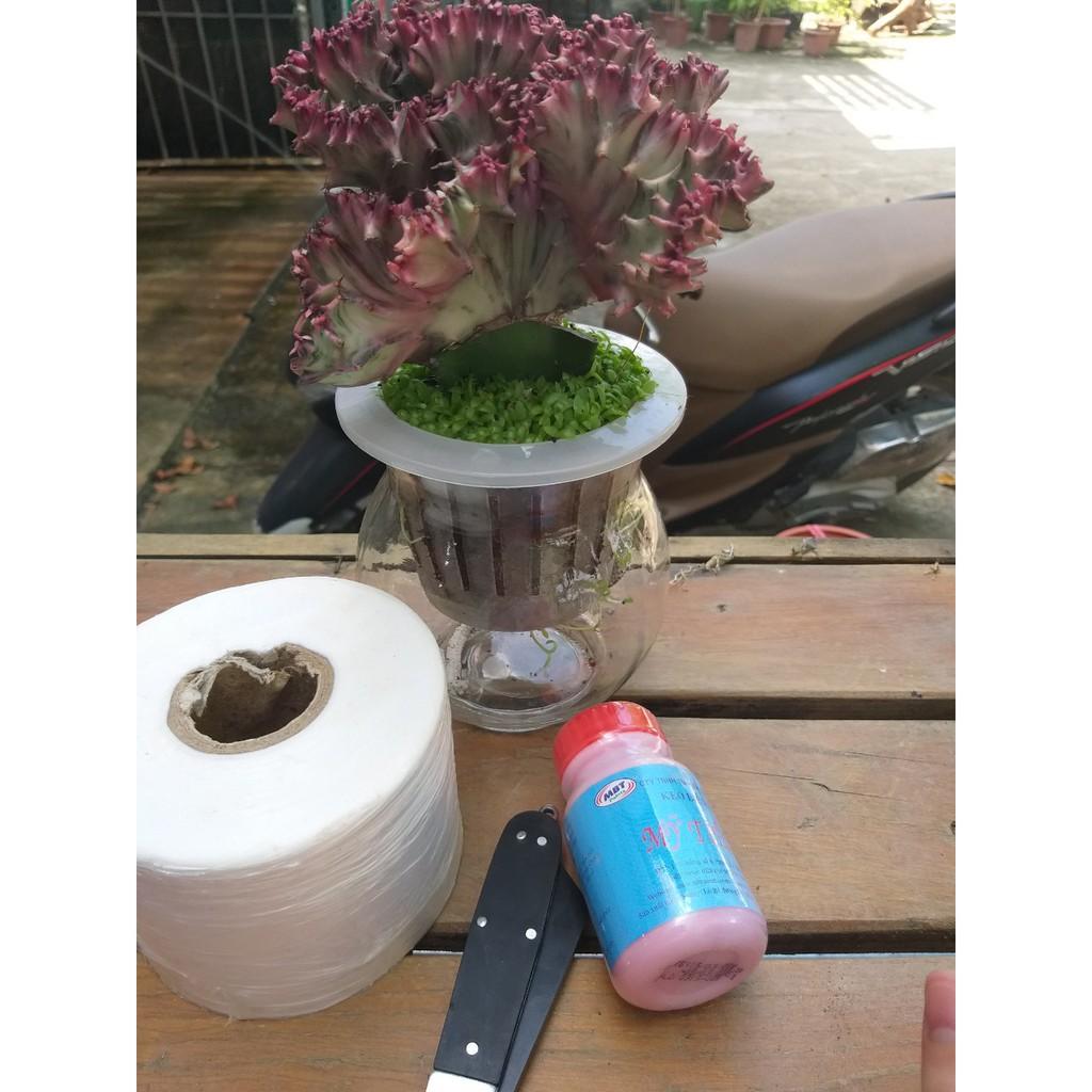 Combo 3 Món Đồ Ghép Cây - dao ghép, cuộn giấy ghép 3cm , keo liền sẹo