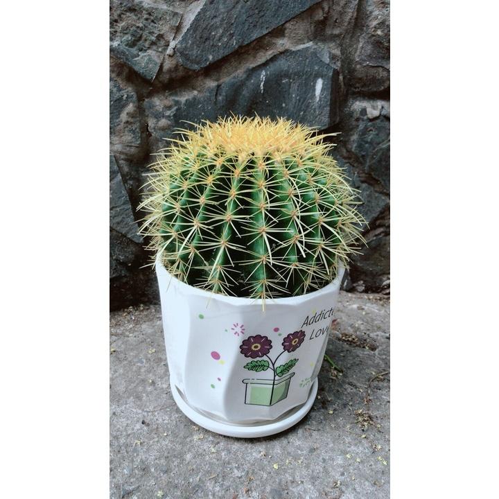 Chậu Xương Rồng Kim Hổ