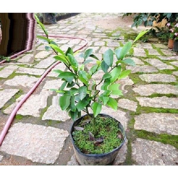 HOA DẠ HỢP HƯƠNG TRẮNG - cây giống lớn