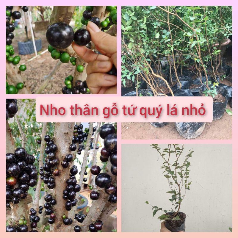 Nho thân gỗ tứ quý lá nhỏ