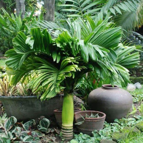 Cây giống CAU LÙN - Cây giống chuẩn F1