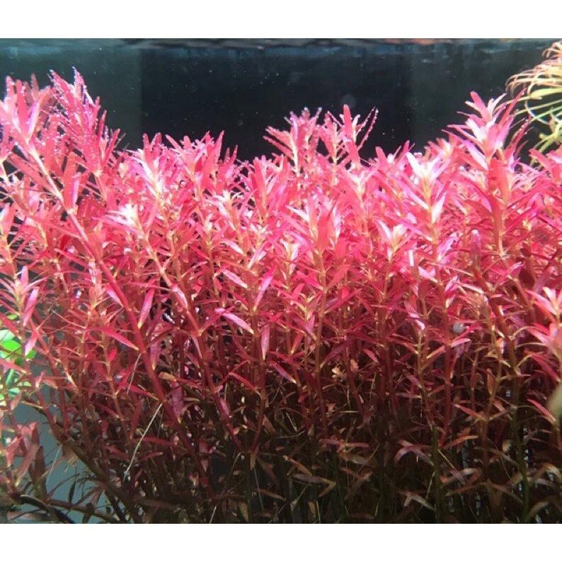 Cây Cắt Cắm Vảy Ốc Siêu Đỏ 15-20 ngon - Rotala Colorala- CÂY THỦY SINH LÁ CẠN