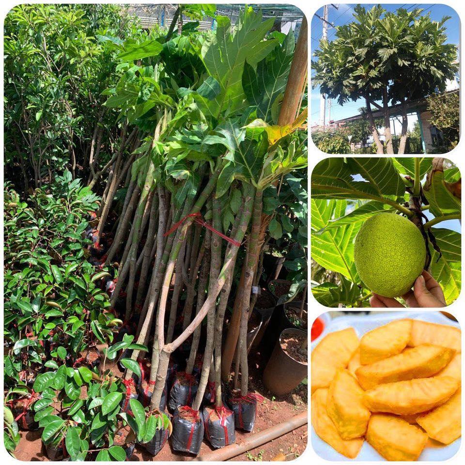 Cấy giống Sa Kê.
