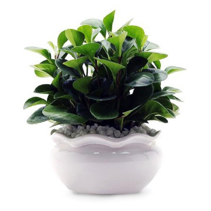 CHẬU CÂY TRƯỜNG SINH ,LOÀI CÂY SANG TRỌNG, QUÝ PHÁI, VƯỢNG TÀI LỘC CHO GIA CHỦ