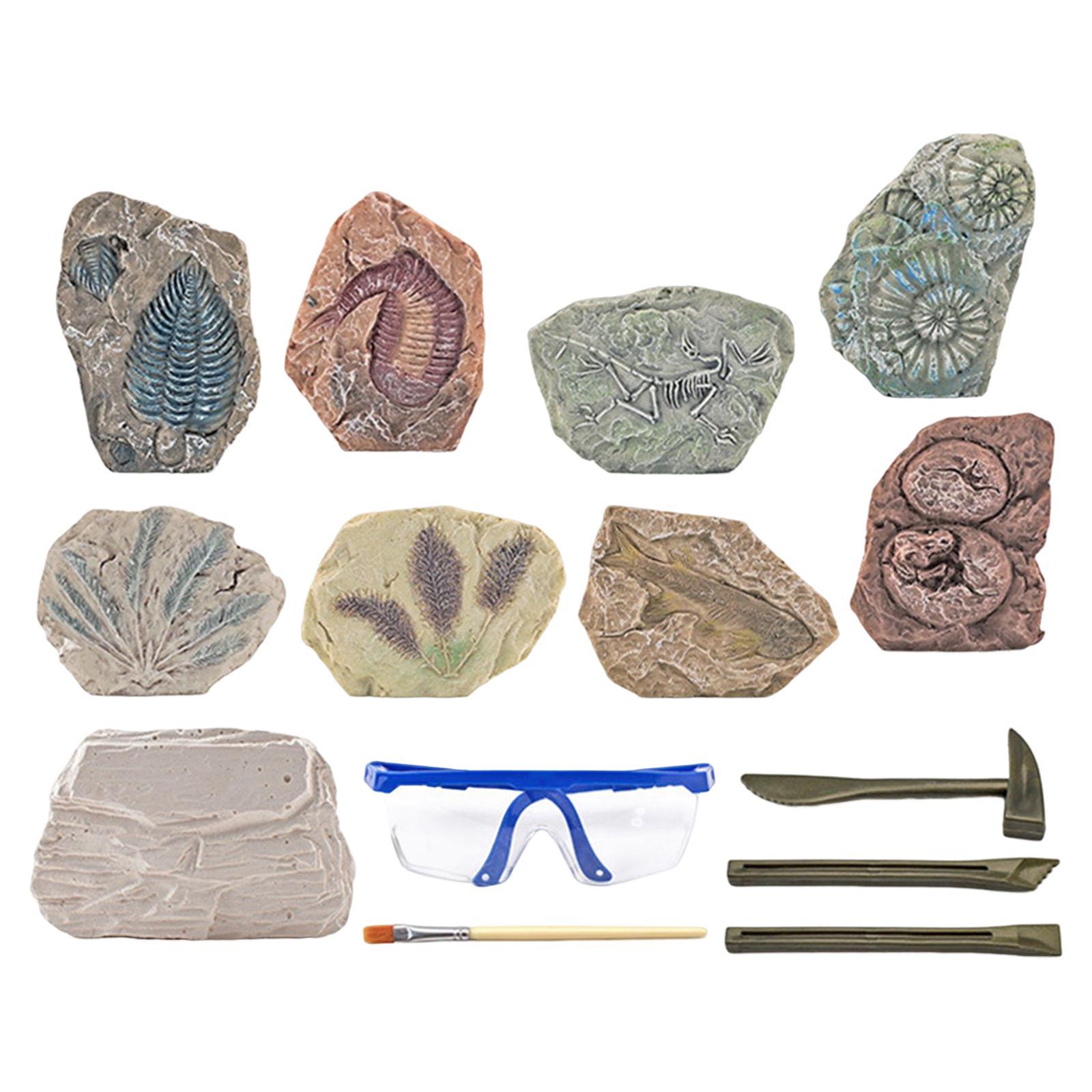 Dinosaur Excavation Kit Archaeology Discovery Kit for Toddler