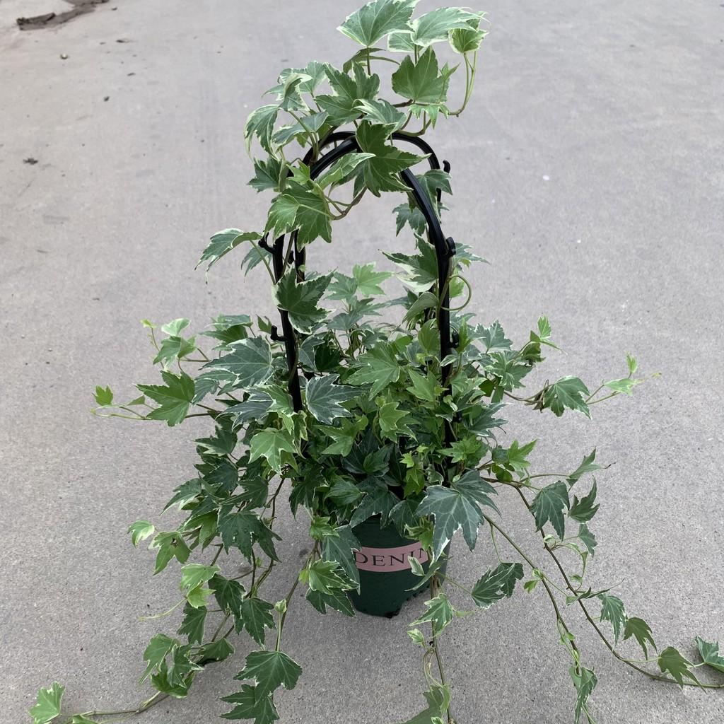 Giỏ thường xuân cẩm thạch để bàn xum xuê lá cực đẹp, cây cảnh nội thất xanh tươi quanh năm trồng ban công và treo tường