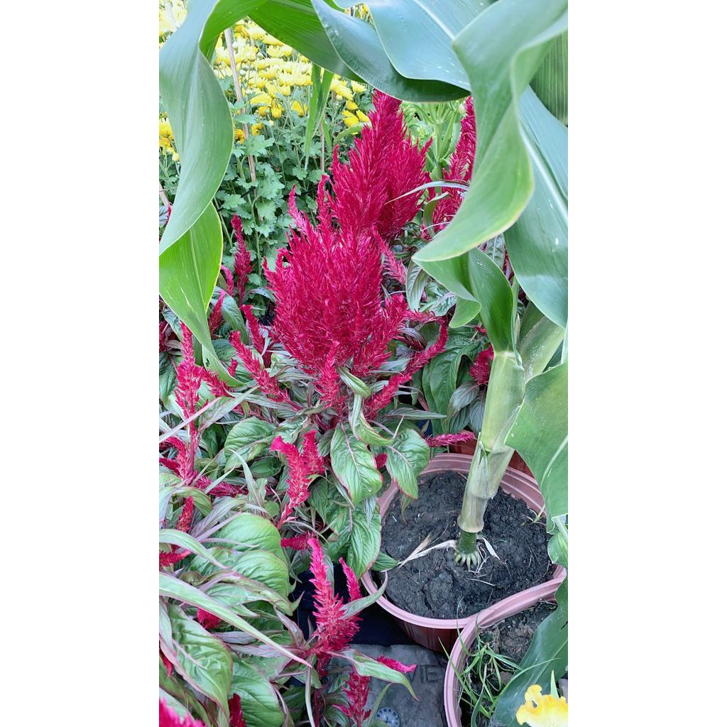 Mào Gà Đuôi Phụng