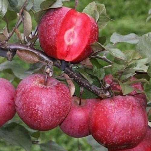 Cây táo lùn mỹ F1, cây chuẩn giống tốt, dòng quả sớm