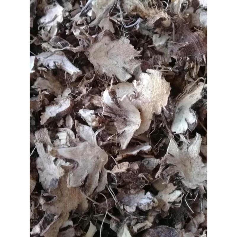 Xạ can  tươi, khô, giống 681sp