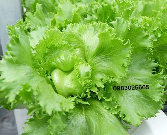Hạt giống xà lách Iceberg búp Mỹ giòn ngọt chuẩn F1