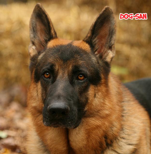 chuyện tình của toono và tamiya chapter 10.1 13