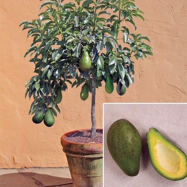 CÂY GIỐNG BƠ TRỒNG CHẬU .