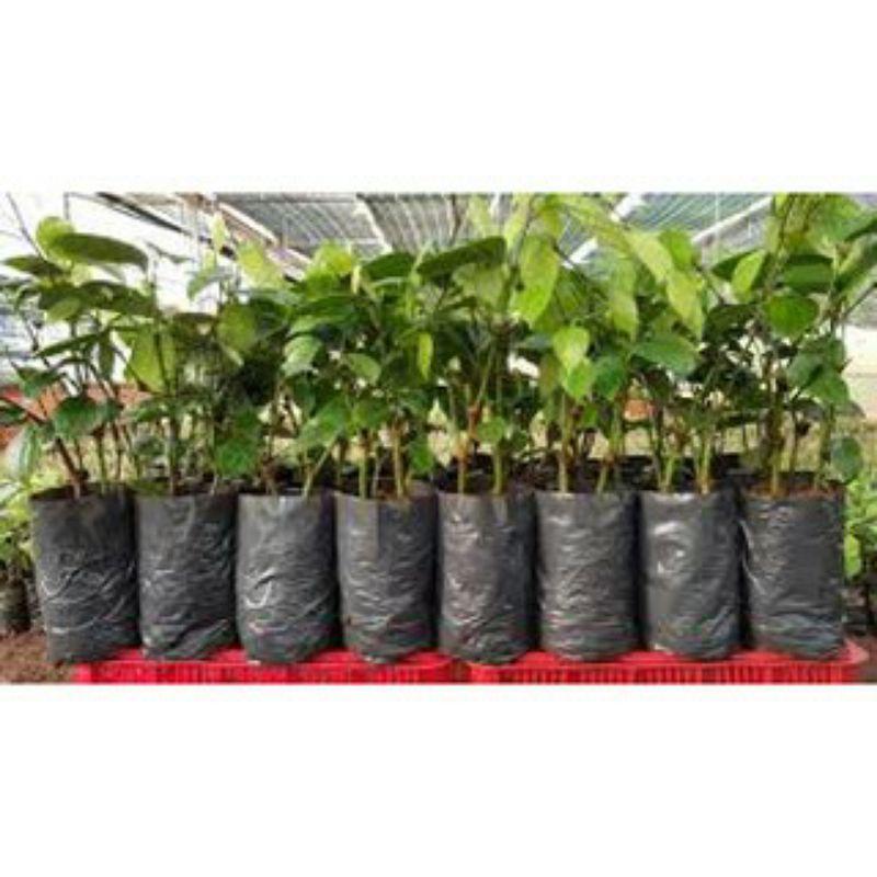 500 gram túi bầu ươm cây 5,5x21