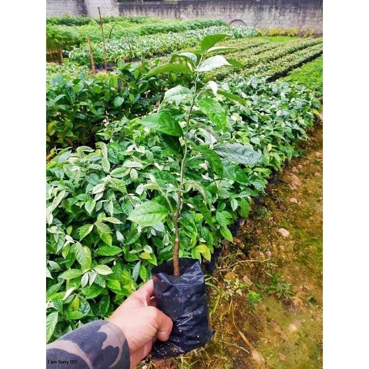 CÂY GIỐNG NHÓT NGỌT CHERRY RA TRÁI SIÊU SỚM