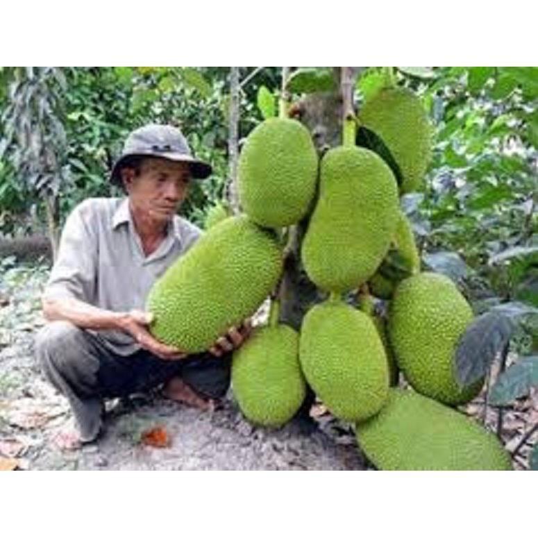 CÂY GIỐNG MÍT KHÔNG HẠT SIÊU NGỌT