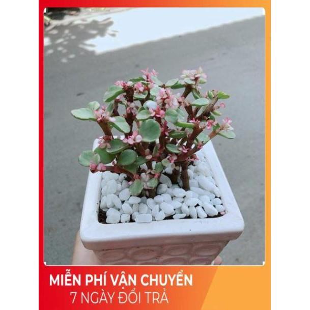 Chậu Đô La Hồng