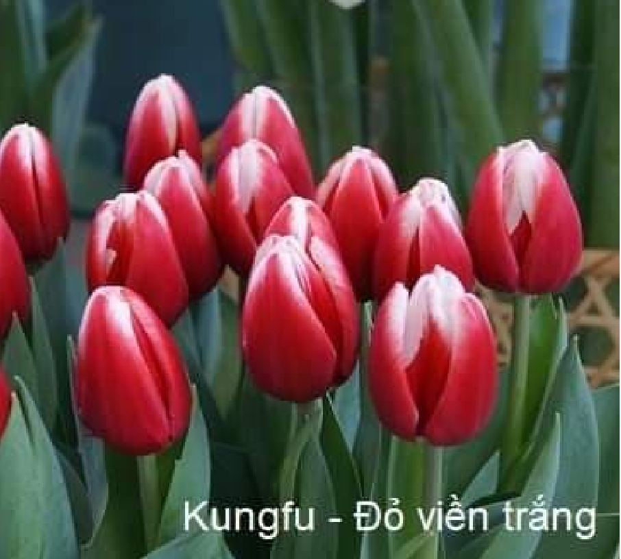 Set 5 củ giống hoa tulip mix 5 màu ( 5 màu đỏ , vàng , cam,tím sọc , trắng đỏ lửa )