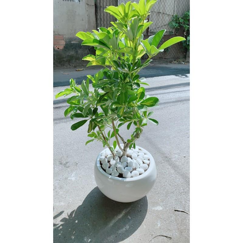Chậu Ngũ Gia Bì Đuổi Muỗi Tốt