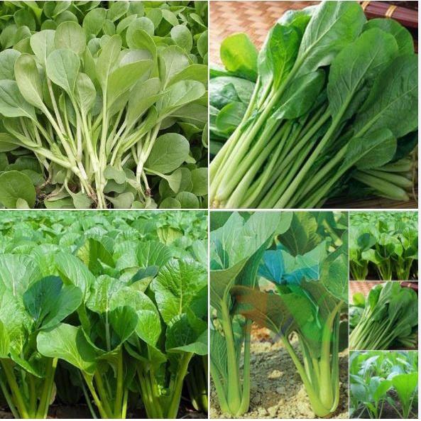 Hạt giống rau Cải ngọt cọng xanh - 1 gói 20gr