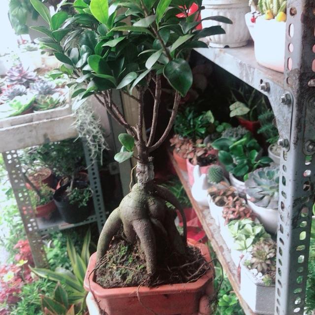 Chậu Cây Si Bonsai