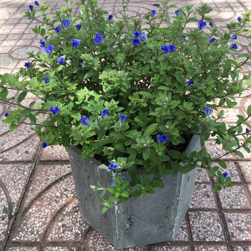 Chậu hoa đá ong xám 100% tự nhiên hình lục giác 20x20x20cm