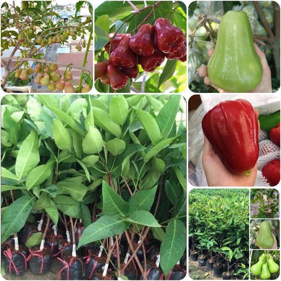 Cây giống Mận An Phước bầu to, siêu sớm. .