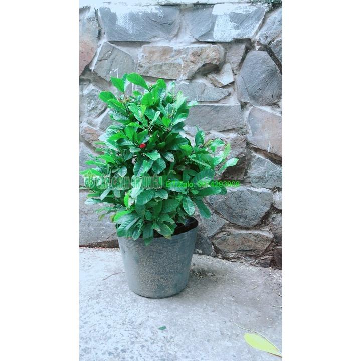 Cây Thần Kỳ Lớn