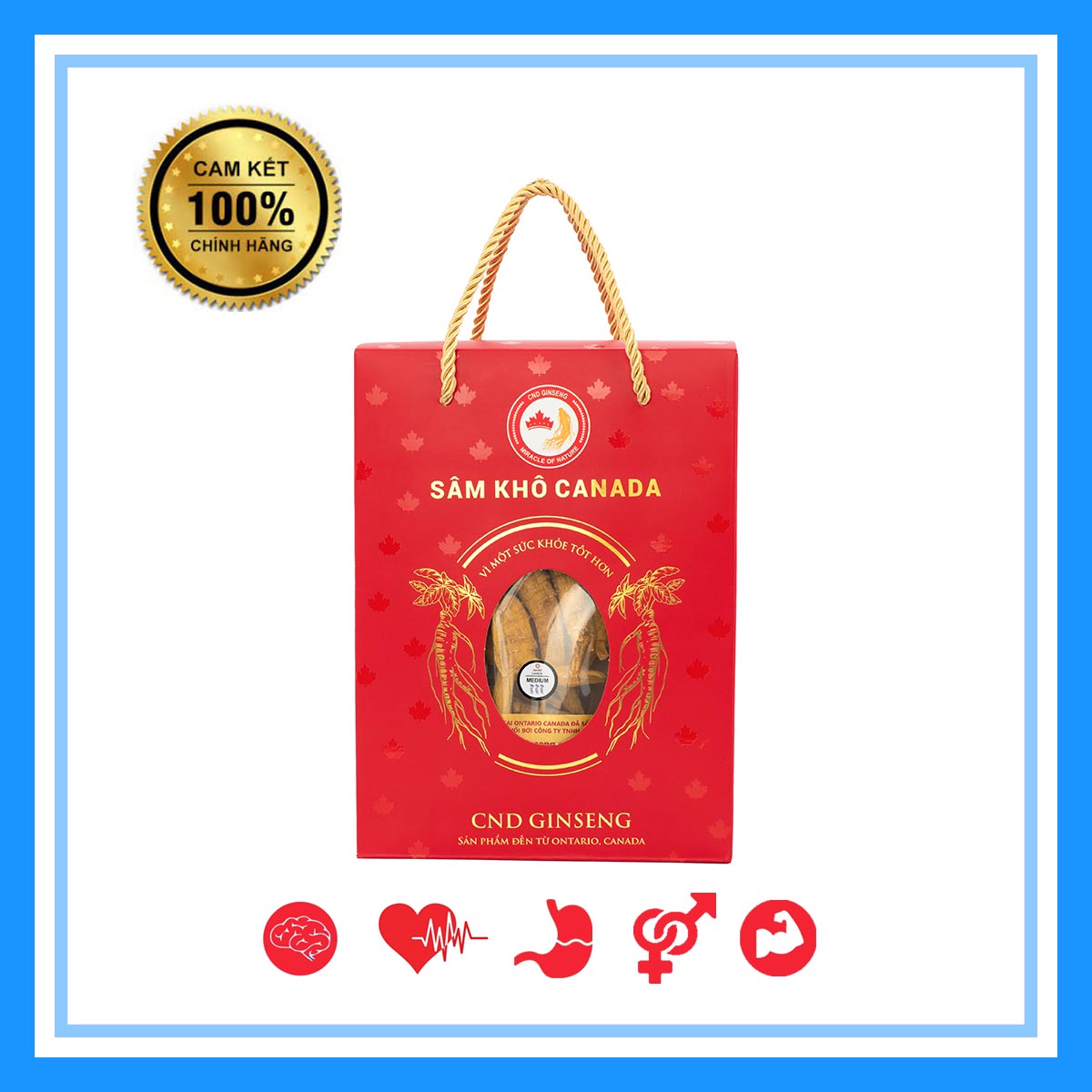 Nhân Sâm Canada - Sâm Khô Nguyên Củ - Medium