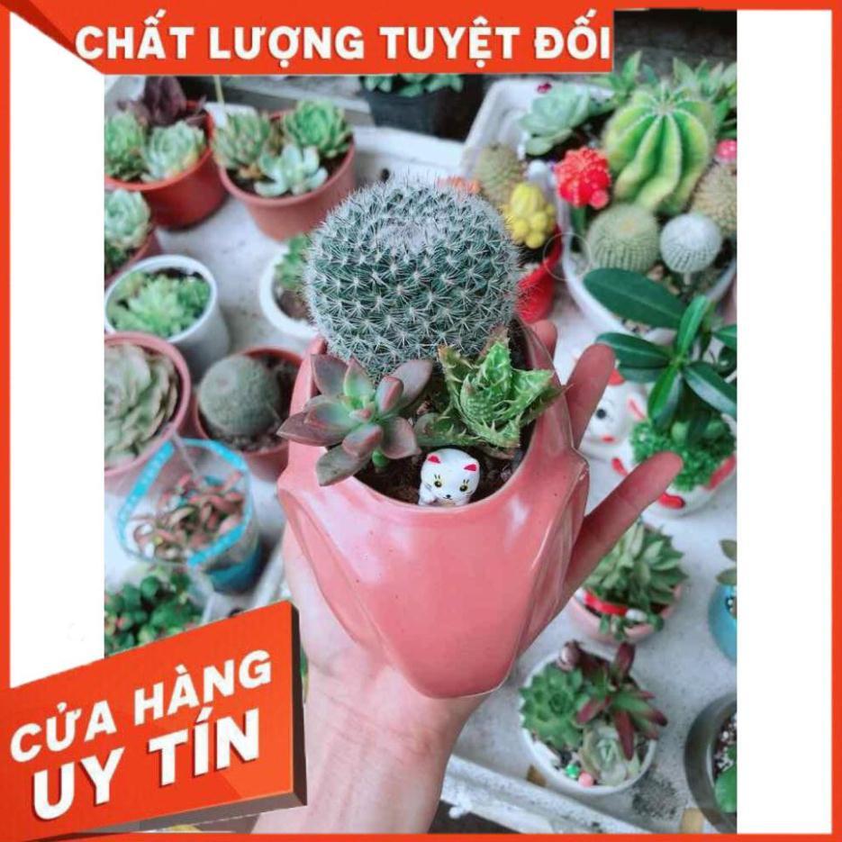 Chậu xương rồng Nhiều Người Mua