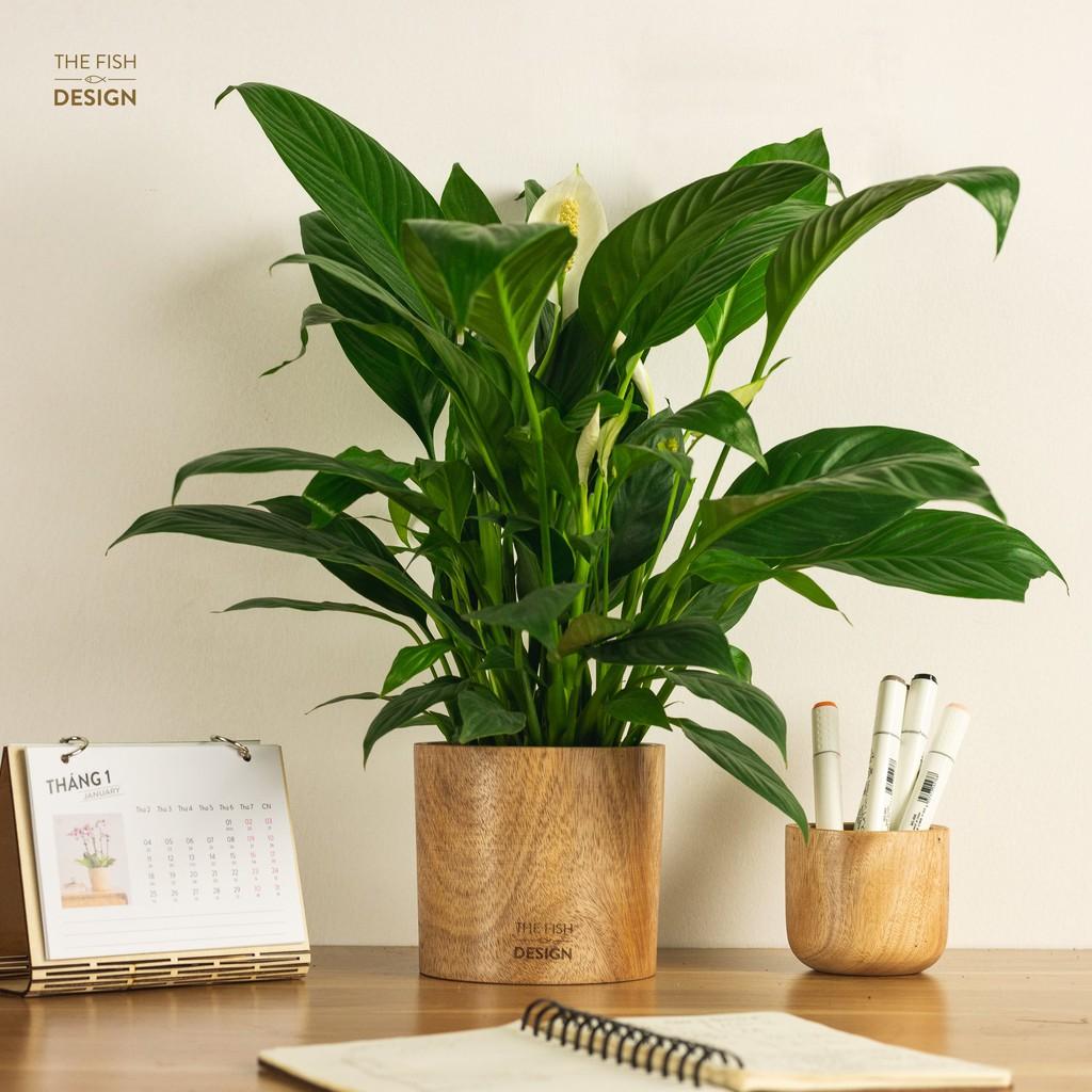 Chậu cây lan ý thanh lọc không khí, cân bằng trường khí điều hòa, hấp thu năng lượng xung khắc trong nhà, thích hợp với những người mệnh Thủy, Kim | size L | The Fish Design
