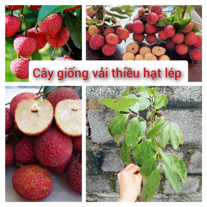 Cây giống vải thiều hạt lép siêu ngọt