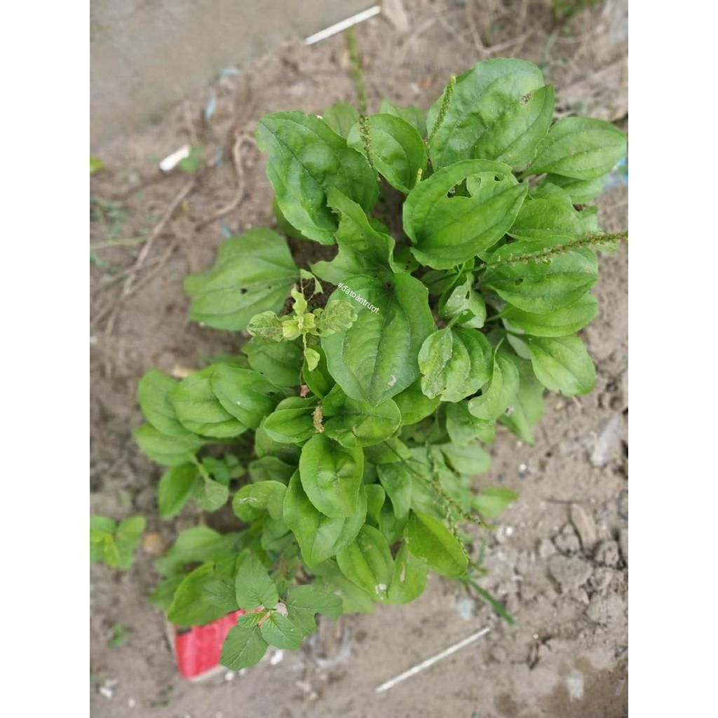 Hạt Giống Cây Mã Đề