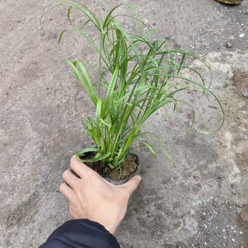 Cây thuỷ trúc trồng bịch đen trang trí sân vườn hồ cá